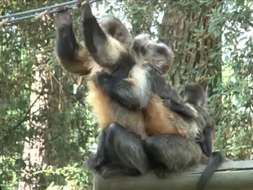 Bébé capucin à poitrine jaune