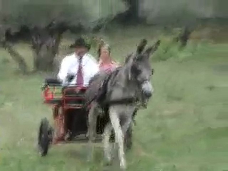 « 2ème fête de l’âne et de l’artisanat » à Sillans la cascade toute la journée dans les grands champs d’oliviers au pied du château. Au programme : Défilé, concours de beauté et de maniabilité, spectacle de cirque, éthologue, amazone, et saut en liberté.