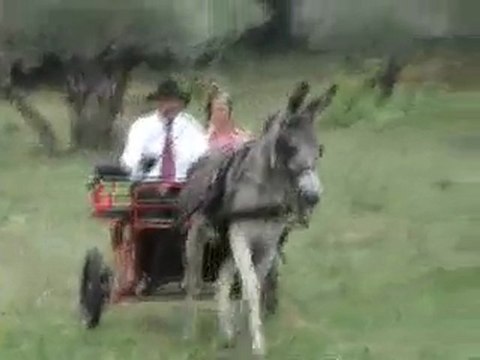 « 2ème fête de l’âne et de l’artisanat » à Sillans la cascade toute la journée dans les grands champs d’oliviers au pied du château. Au programme : Défilé, concours de beauté et de maniabilité, spectacle de cirque, éthologue, amazone, et saut en liberté.