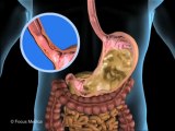 Atlas Infantil Animado de Anatomia - Sistema Digestivo y Excretor