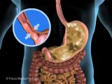 Digestive and Excretory System (Jr. Animated Atlas of Human Anatomy & Physiology)