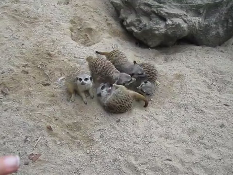suricates
