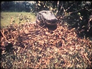 Everglades Alligator (1972)