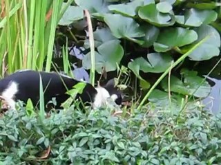 Liva på jagt ved dammen, 10. sep. 2012