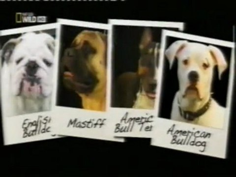 Cria selectiva de perros: Problemas de salud