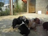 CHIOTS AMERICAN STAFFORDSHIRE TERRIER (AMSTAFF)