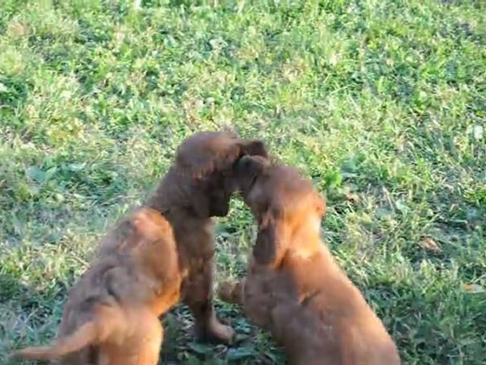 10.09.2012 bébés H FLAVY DE L'ANNEAU DU KERRY  /  CH.ARDEBRACCAN NOBLE SPIRIT AT TRAWRICKA