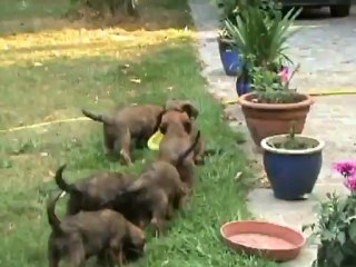 LES CHIOTS DANS LE JARDIN 1