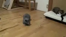 Летающие коты