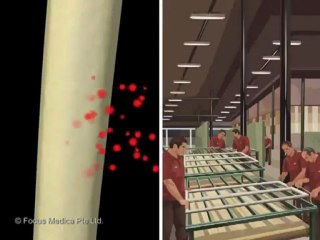 Skeletal and Muscular System Explained thru Animation