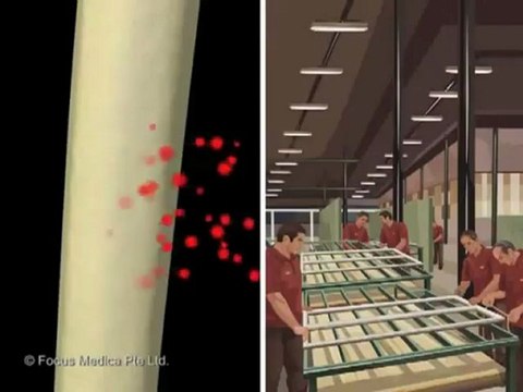 Skeletal and Muscular System Explained thru Animation