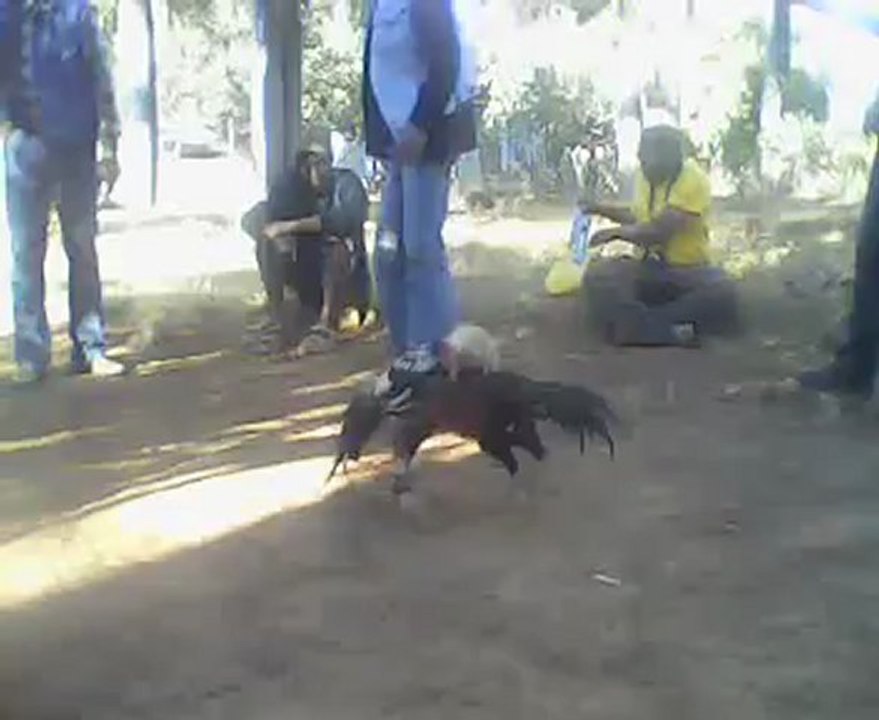 Tintin vs Sofina