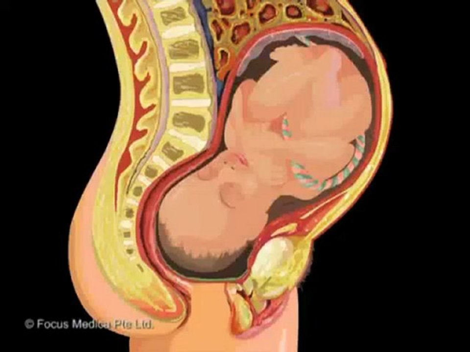 Reproductive System (Jr. Animated Atlas of Human Anatomy & Physiology)