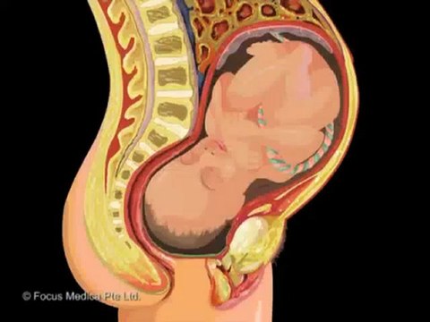Reproductive System (Jr. Animated Atlas of Human Anatomy & Physiology)