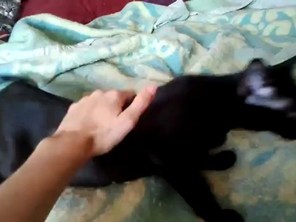 Nos trois chats à l'adoption