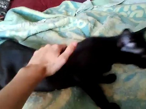 Nos trois chats à l'adoption