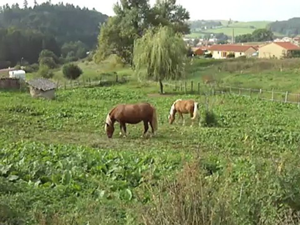 Danette et Bounty - le bonheur est dans le pré - 3