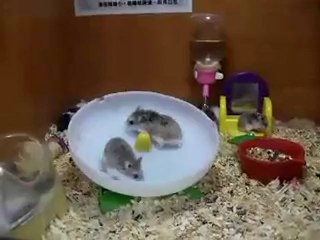 deux hamsters et une roue