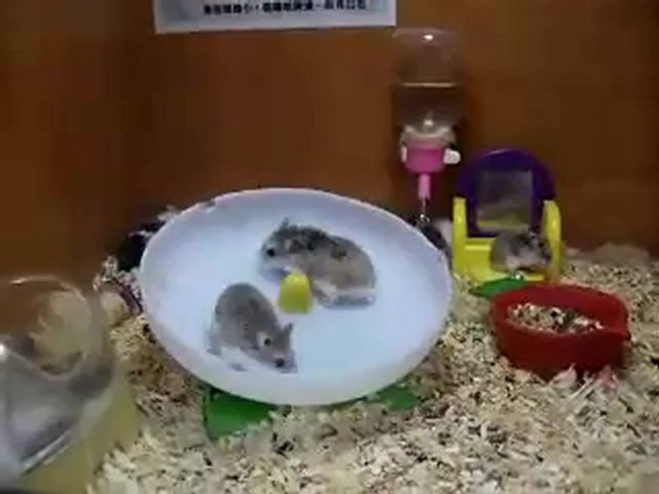 deux hamsters et une roue