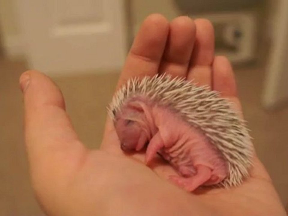 bébé hérisson fait la sieste