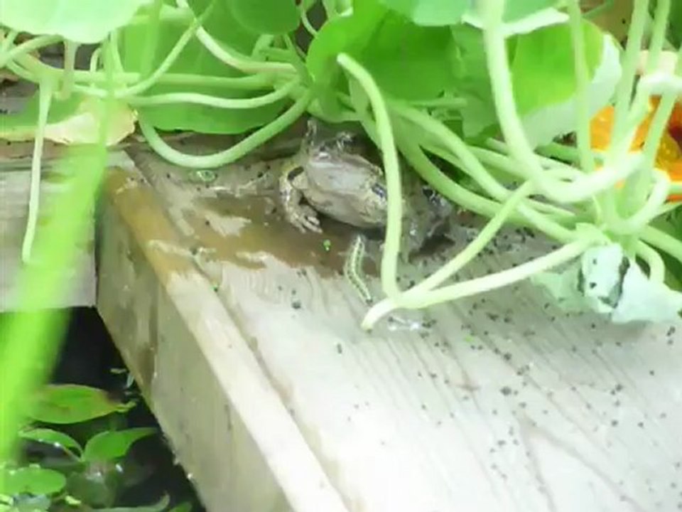 chenille vs grenouille