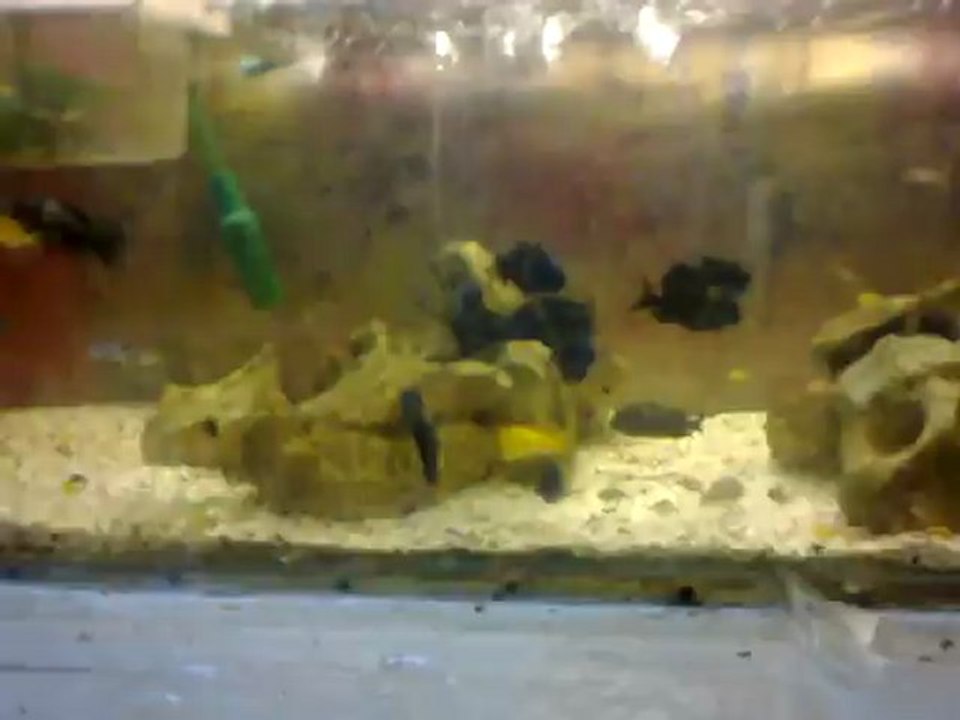 tropheus