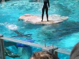 otarie zoo amnéville