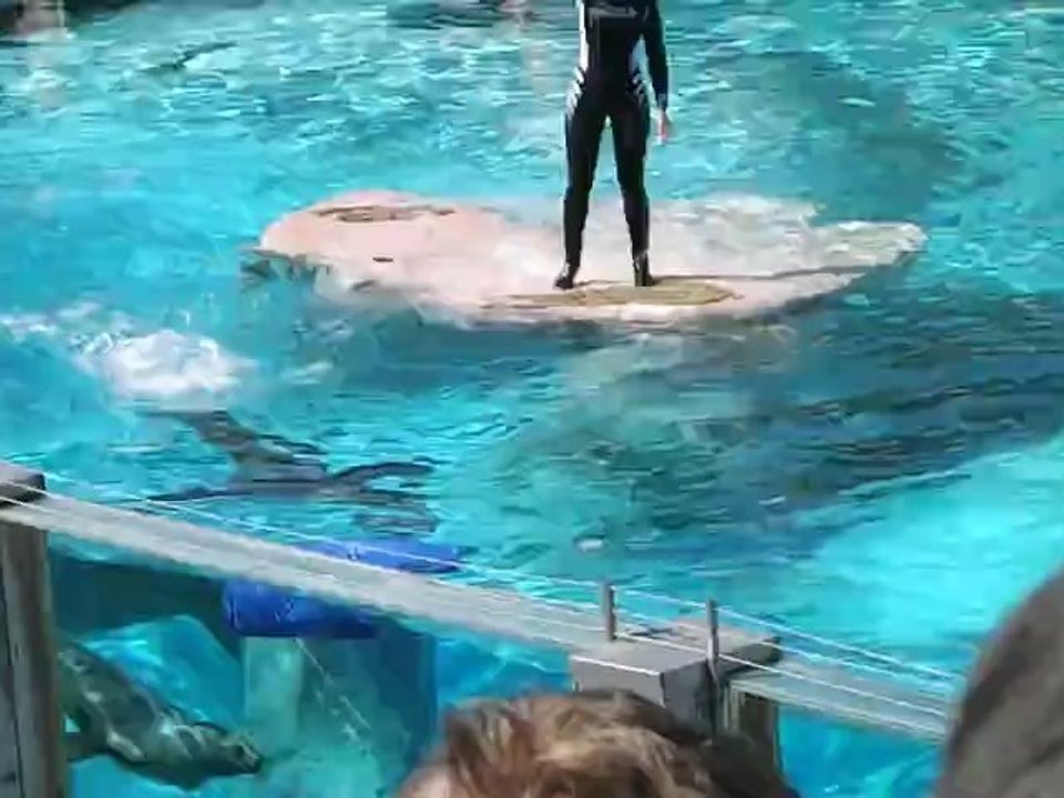 otarie zoo amnéville