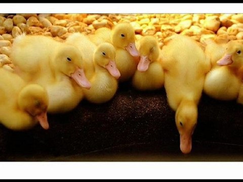 Kindle DX Black Friday 2012 Sale Best