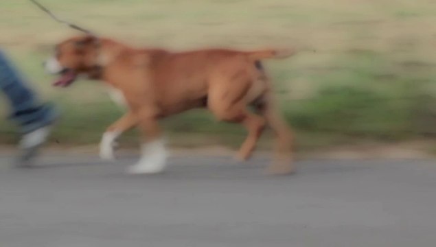 ROCCO de la Maison d'Este - 12 ans 12 years (am-staff)