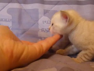 femelle silver lynx rosetted 2 - Magic Bengal Cattery