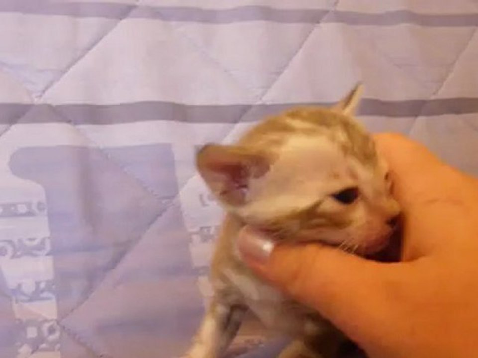 femelle silver mink marbled - Magic Bengal Cattery