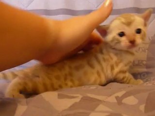 femelle silver mink rosetted - Magic Bengal Cattery