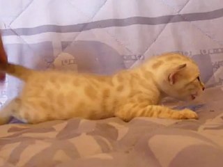 male silver lynx rosetted - Magic Bengal Cattery