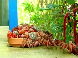 โลก 360 องศา - เกาะคริสต์มาส 11Sep12