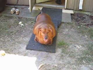 Chien Teckel de 35 kilos