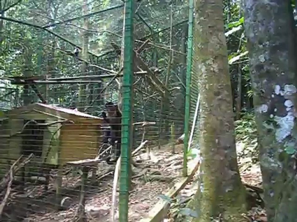 singes parc des mamelles Guadeloupe