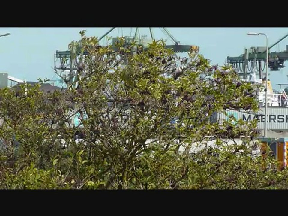 VIDEO-CLIP N°31