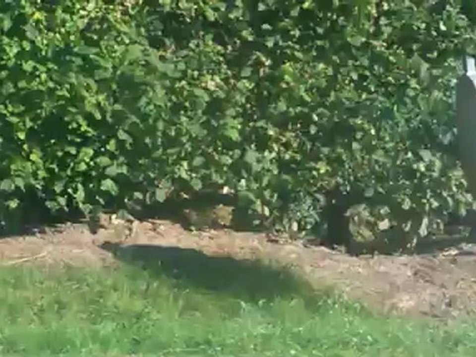 RALLYE DU PAYS D'AUGE 2012 ES3 " BONNEBOSQ"