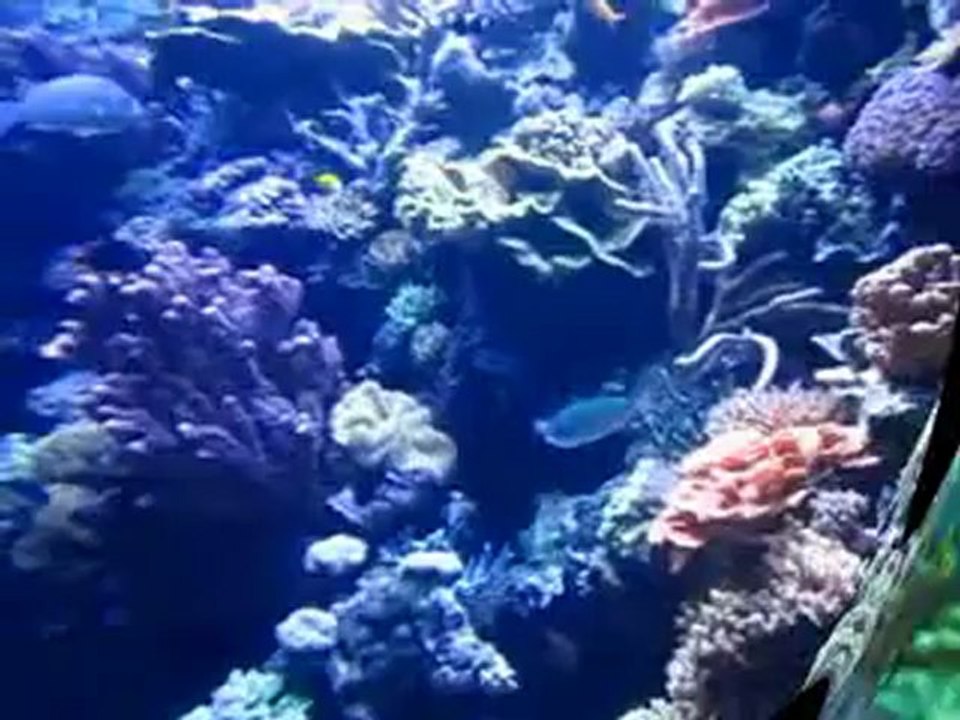 AQUARIUM Of THE PACIFIC by Michael Blaze