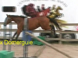 Austin Tex Domerguie, mâle AA 2 ans, par Veloce de Favi