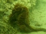 Plongée hippocampes au grand banc sur le bassin d'Arcachon