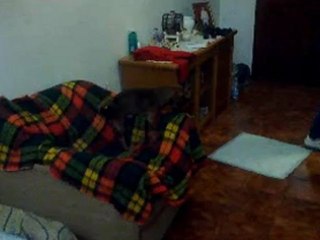 Io l'ho sempre detto che il mio cane è un pervertito!! :D