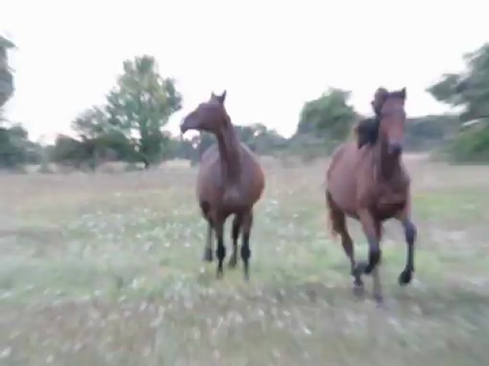 galop dans le nouveau pré :)