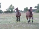 galop dans le nouveau pré :)