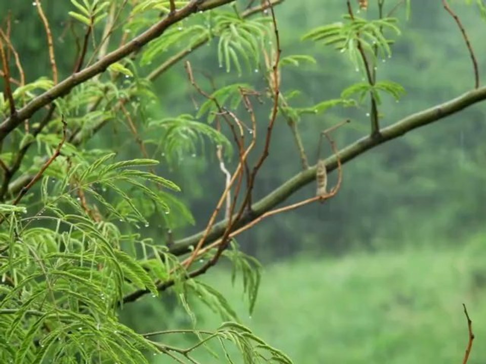Rain - Free HD stock footage