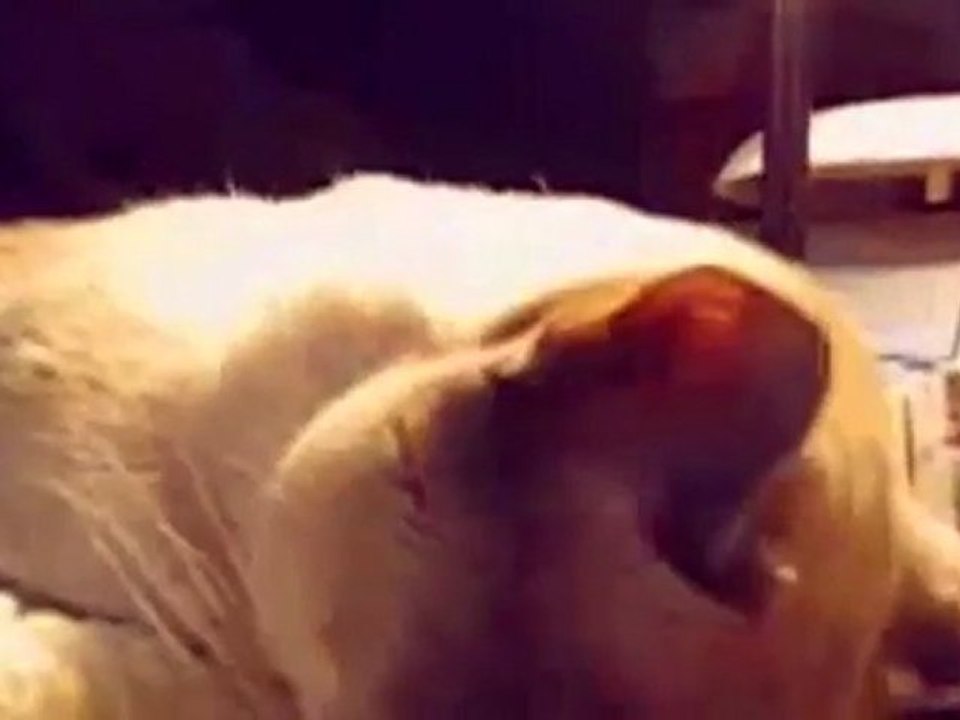 Meow Compilation