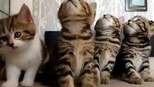 Танцующие котята