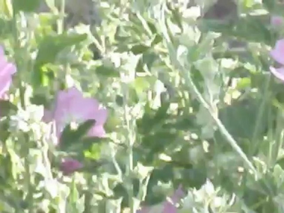 MOLLA MUSTAFALAR