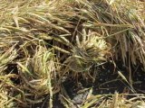 crop circles .  Hanni.Wiltshire, UK .28.07.2012